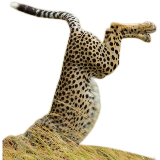 leopardo, animales, animales salvajes, animal guepardo, los animales son divertidos