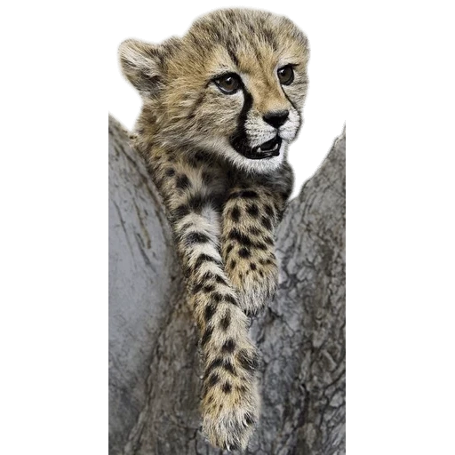geparden, tier geparden, hartes cub, der geparden ist klein, swethe hörte