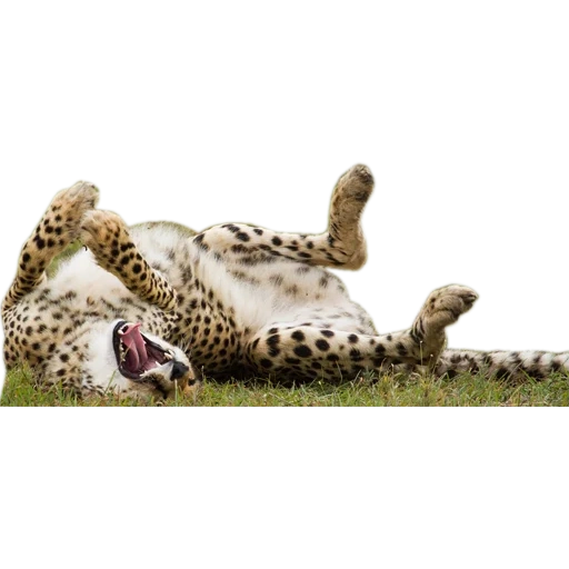 cheetah, cheetah roll, cheetah berbohong, cheetah hewan, macan tutul dengan latar belakang putih