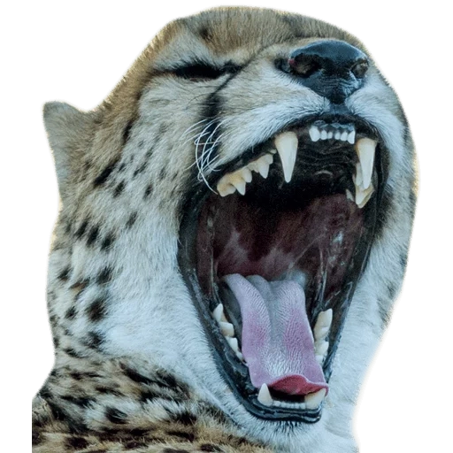 barras irbis, tiger fangs, sorriso, a chita ri, animais engraçados