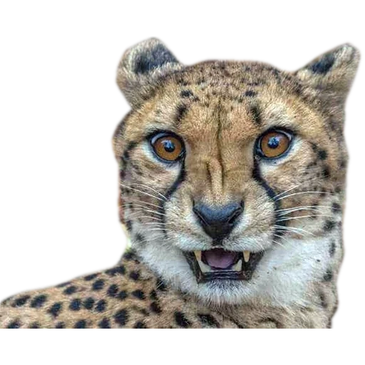 geparden, gepardengesicht, die mündung des geparden, der cheart des gepardens, tier geparden