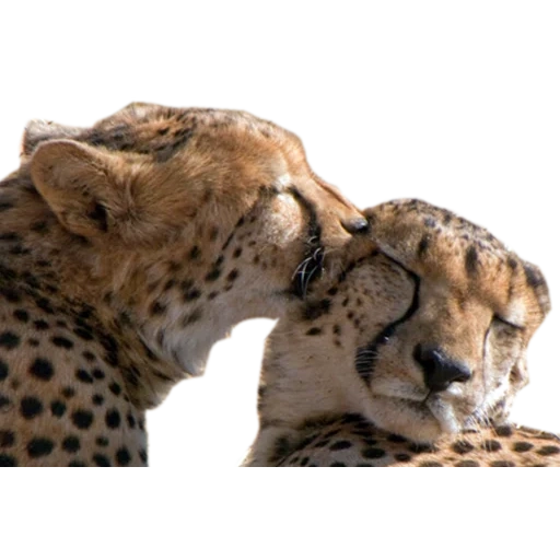 gepard, der geparden ist zu hause, tier geparden, cheetah leopard jaguar