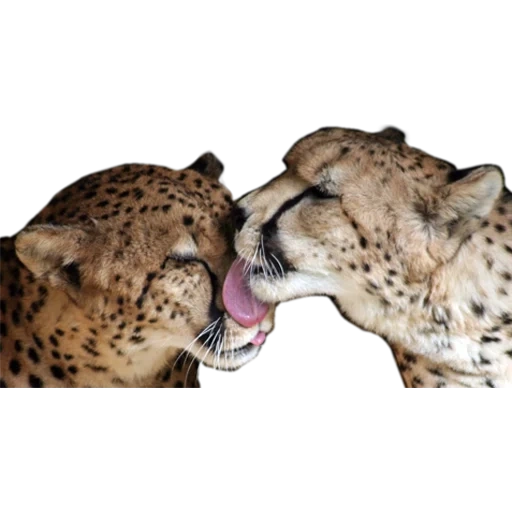 geparden, leopard, der geparden leckt