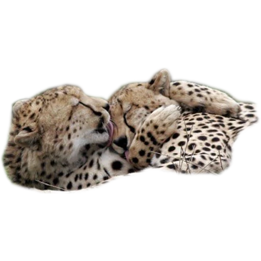 cheetah leopard, schneeleopard, tiere leopard, cheetah leopard jaguar, weichspielzeug leopard yomiko
