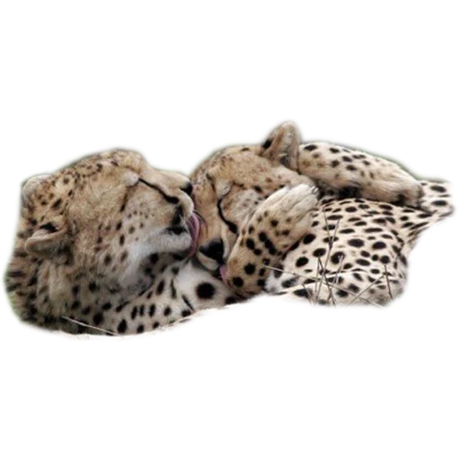 cheetah leopard, macan tutul salju, hewan macan tutul, cheetah leopard jaguar, mainan mainan lembut yomiko