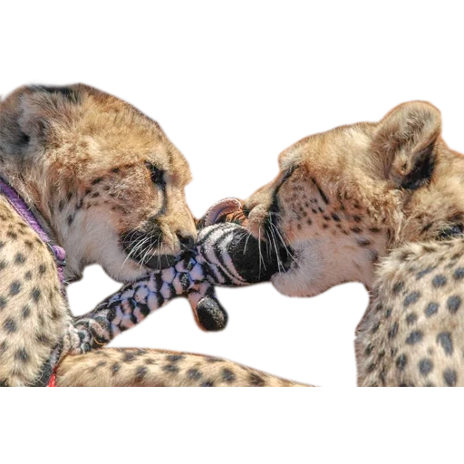 geparden, tier geparden, der geparden leckt, cheetah gegen hyäne, leopard gegen hyäne