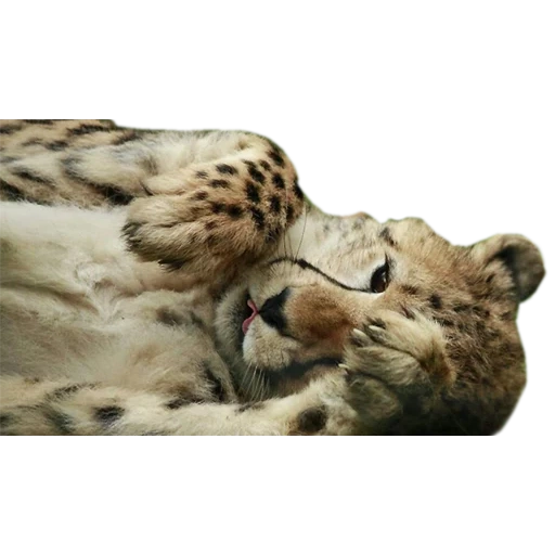 bars irbis, irbis is sleeping, snow leopard, bars snow bars, snow bars irbis