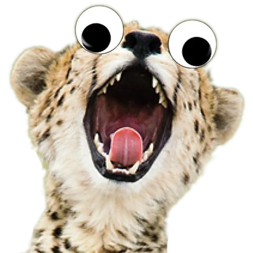 guepardos, escuché a mord, el guepardo estaba sonriendo, animal guepardo