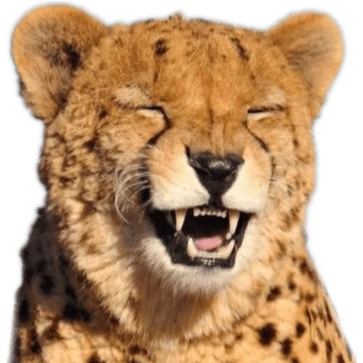cheetah, the muzzle of the cheetah, the smile of the cheetah, the cheetah is photoshop, animal cheetah