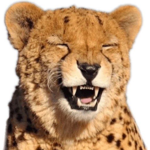 guépard, le museau du guépard, le sourire du guépard, le guépard est photoshop, guépard animal