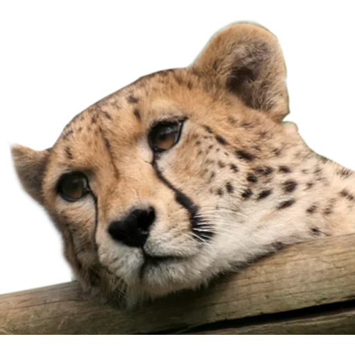 guépards, entendu mord, la tête du guépard, guépard animal, royal cheetah morda