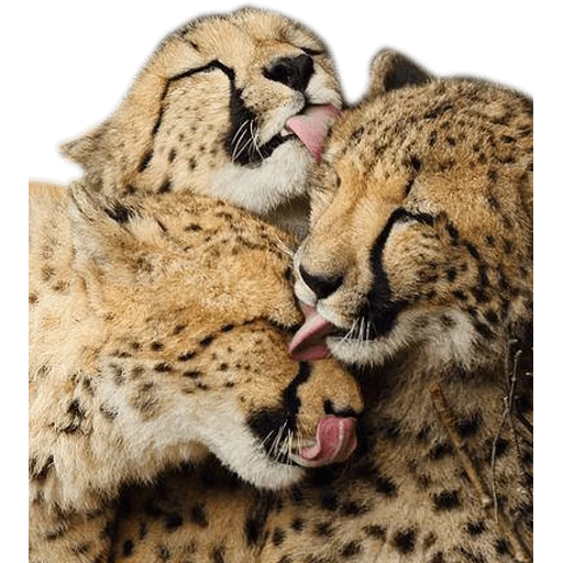 guepardos, amor guepardo, leo cheetah love, los baratos en el amor, los guepardos están abrazados