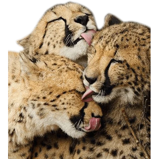 cheetah, cinta cheetah, leo cheetah love, the cheaps in love, cheetah dipeluk