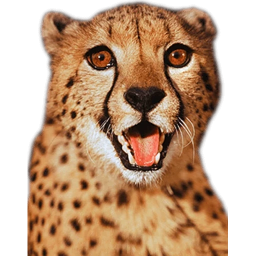 ghepardi, faccia del ghepardo, ho sentito mord, il ghepardo stava sorridendo, gli occhi del ghepardo
