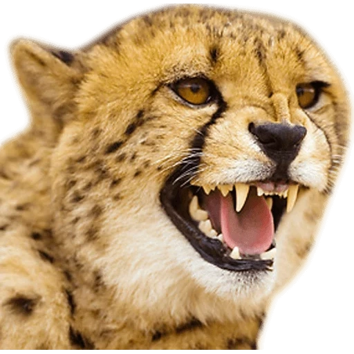 heard mord, the cheetah was grinning, hard fangs, the smile of the cheetah, the royal cheetah growls
