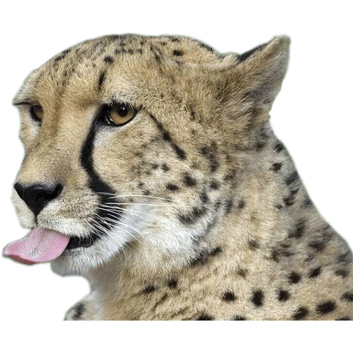 geparden, die mündung des geparden, der cheart des gepardens, tier geparden, royal cheetah morda