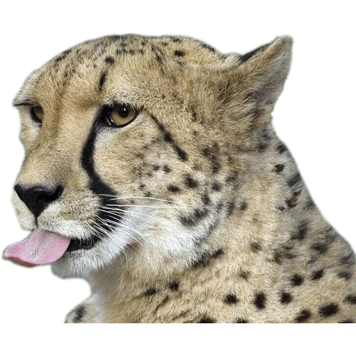 guépards, le museau du guépard, la tête du guépard, guépard animal, royal cheetah morda