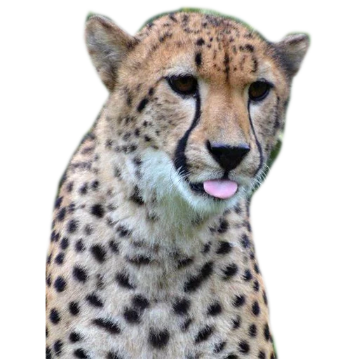 geparden, grauer cheetah, hörte mord, der cheart des gepardens, geparden mit einem weißen hintergrund