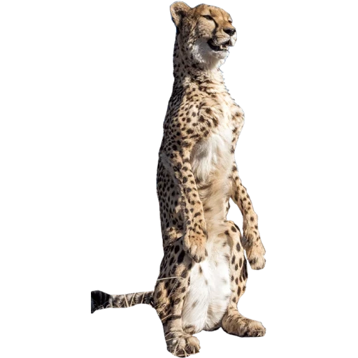 ghepardi, pp cheetah, la testa del ghepardo, cheetah con uno sfondo bianco, ho sentito orecchie con sfondo bianco