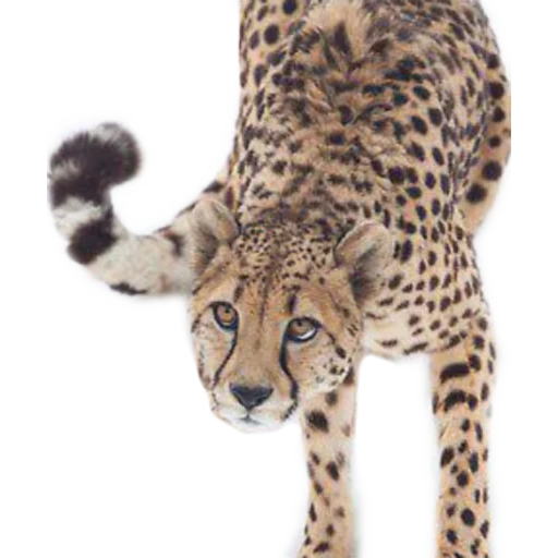 ghepardi, home ghepardo, leopardo fumoso, cheetah con uno sfondo bianco, leopardo con sfondo bianco
