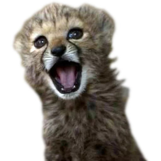 ghepardi, cheethanok, cucciolo duro, piccolo ghepardo, il ghepardo è piccolo carino