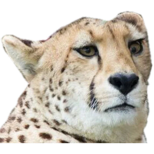 ghepardi, ho sentito mord, gli occhi del ghepardo, la testa del ghepardo, royal cheetah morda