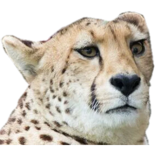 geparden, hörte mord, die augen des geparden, der cheart des gepardens, royal cheetah morda