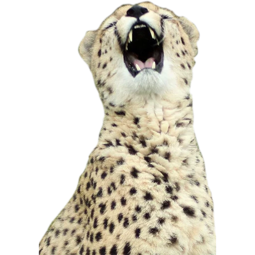 ghepardi, faccia del ghepardo, ho sentito mord, il ghepardo stava sorridendo, il ghepardo è a casa