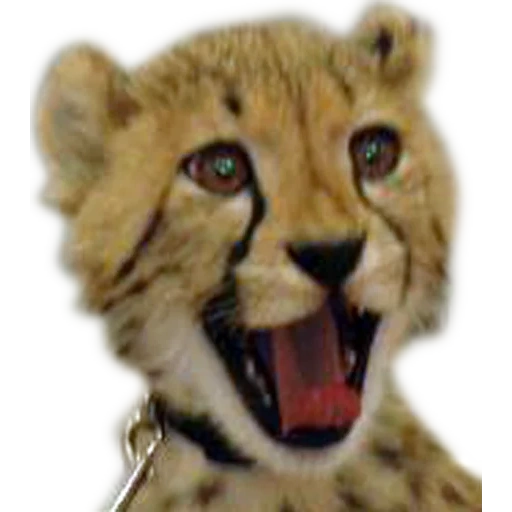 ghepardi, gli occhi del ghepardo, il ghepardo sorride, piccolo ghepardo, ghepardo reale