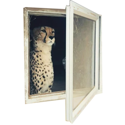 gato, leopardo, animales bonitos, el guepardo es un marco de fotos, el gabinete bateó 20-777