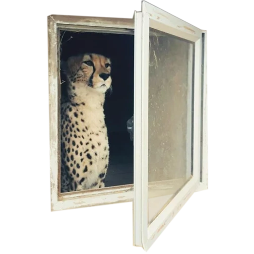 chat, guépard, animaux mignons, le guépard est un cadre photo, cabinet a atteint 20-777