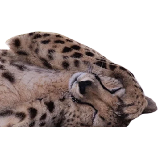 leopardo, barras irbis, leopardo de jaguar, pata de leopardo, jaguar de leopardo de guepardo