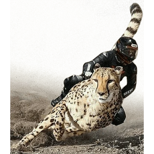 katze, gepard, der cheetah greift an, mensch, wenn sie versuchen zeit für 9 zu haben