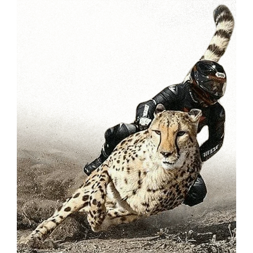 gato, leopardo, los ataques de guepardo, hombre humano, cuando intentas tener tiempo para 9