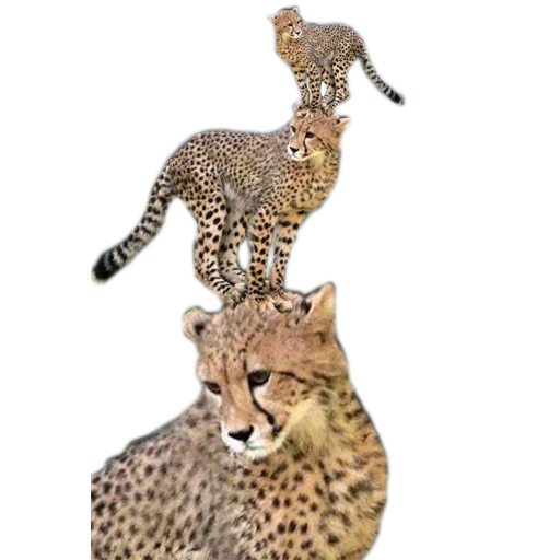 ghepardi, ghepardo leopardo, ghepardo animale, cheetah con uno sfondo bianco, leopardo con sfondo bianco