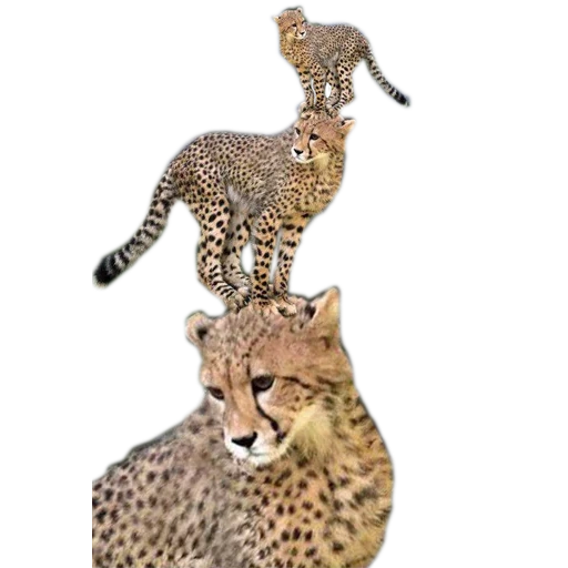 guépards, léopard de guépard, guépard animal, guépard avec un fond blanc, léopard avec un fond blanc