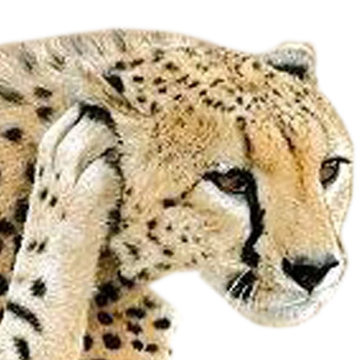 ghepardi, cheetah bianco, ho sentito mord, la testa del ghepardo, cheetah europeo