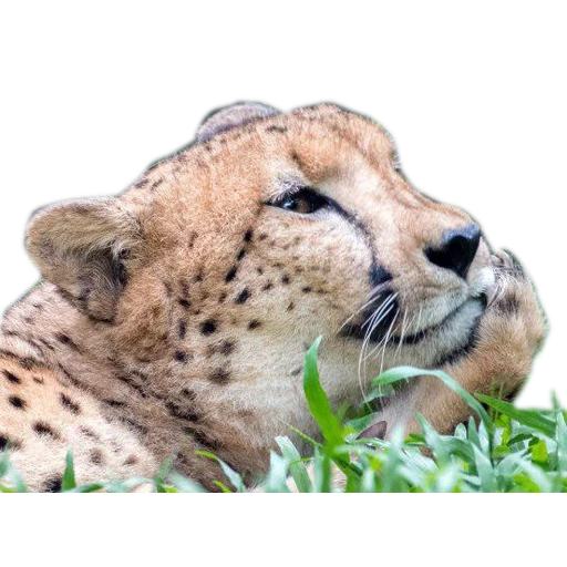 guépards, guépard blanc, entendu mord, guépard animal, royal cheetah morda