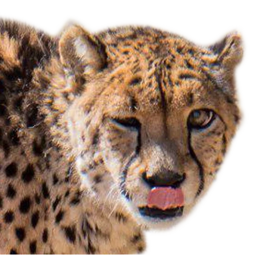 guépards, entendu mord, les yeux du guépard, la tête du guépard, royal cheetah morda