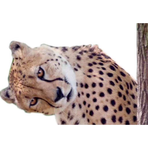 guepardos, leopardo de jaguar, el hocico del guepardo, animal guepardo, jaguar de leopardo de guepardo