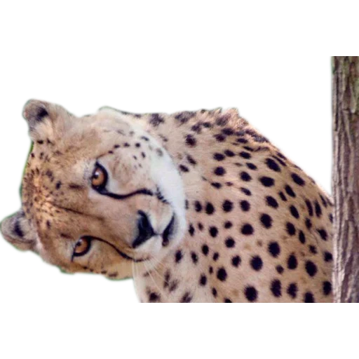 cheetah, jaguar leopard, moncong cheetah, cheetah hewan, cheetah leopard jaguar