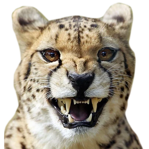 cheetahs, cheetah face, heard mord, the cheetah was grinning, the smile of the cheetah