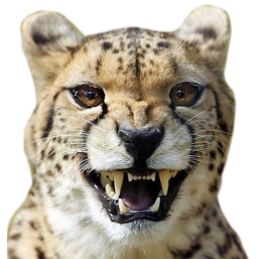 guépards, visage de guépard, entendu mord, le guépard souriait, le sourire du guépard