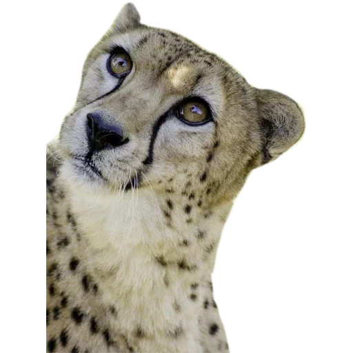 cheetahs, o focinho da chita, os olhos do chita, cheetah da casa, animal cheetah