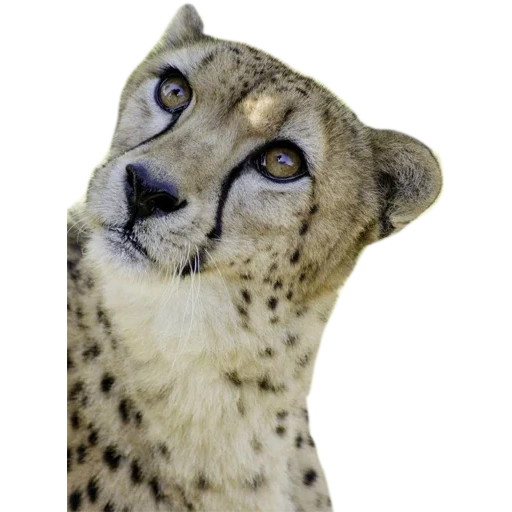 guépards, le museau du guépard, les yeux du guépard, guépard à la maison, guépard animal