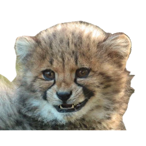 geparden, cheethanok, tier geparden, hartes cub, kleiner geparden