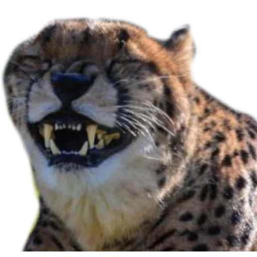 mème de guépard, léopard mem, entendu mord, le guépard souriait, mème de guépard riant