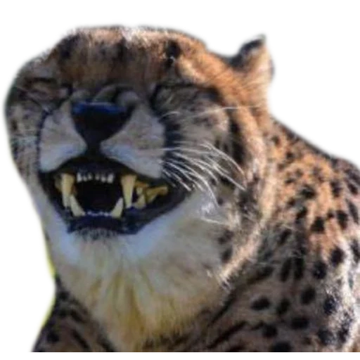 cheetah meme, meme macan tutul, mendengar mord, cheetah menyeringai, meme cheetah tertawa