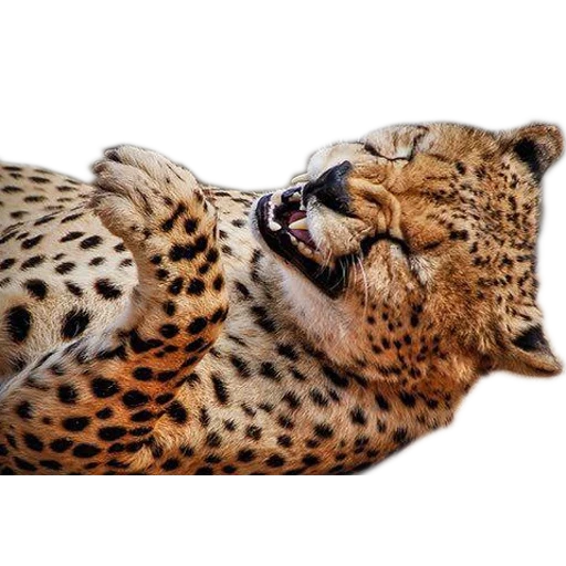 guépard, lairi cheetah, guépard animal, animaux leopard, leopard ocelot jaguar