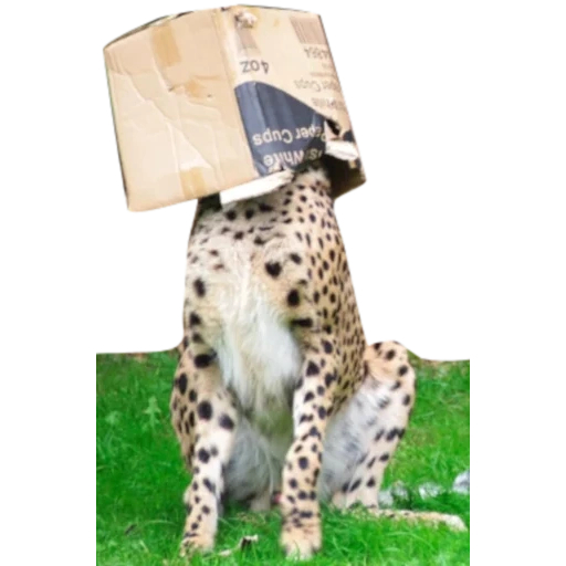 animais fofos, cheetah engraçado, cheetah é uma caixa, os animais são engraçados, os animais são engraçados